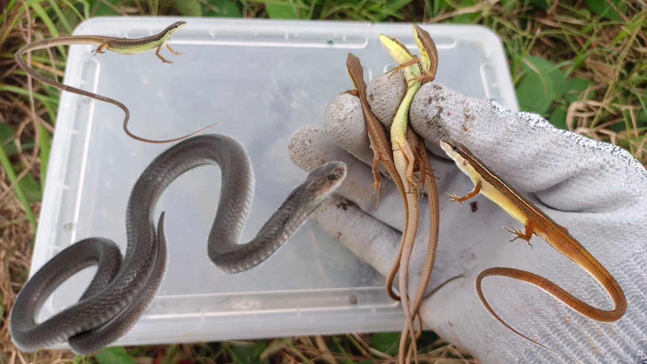 Hunting in the Garden for Grass Lizards and Water Snakes