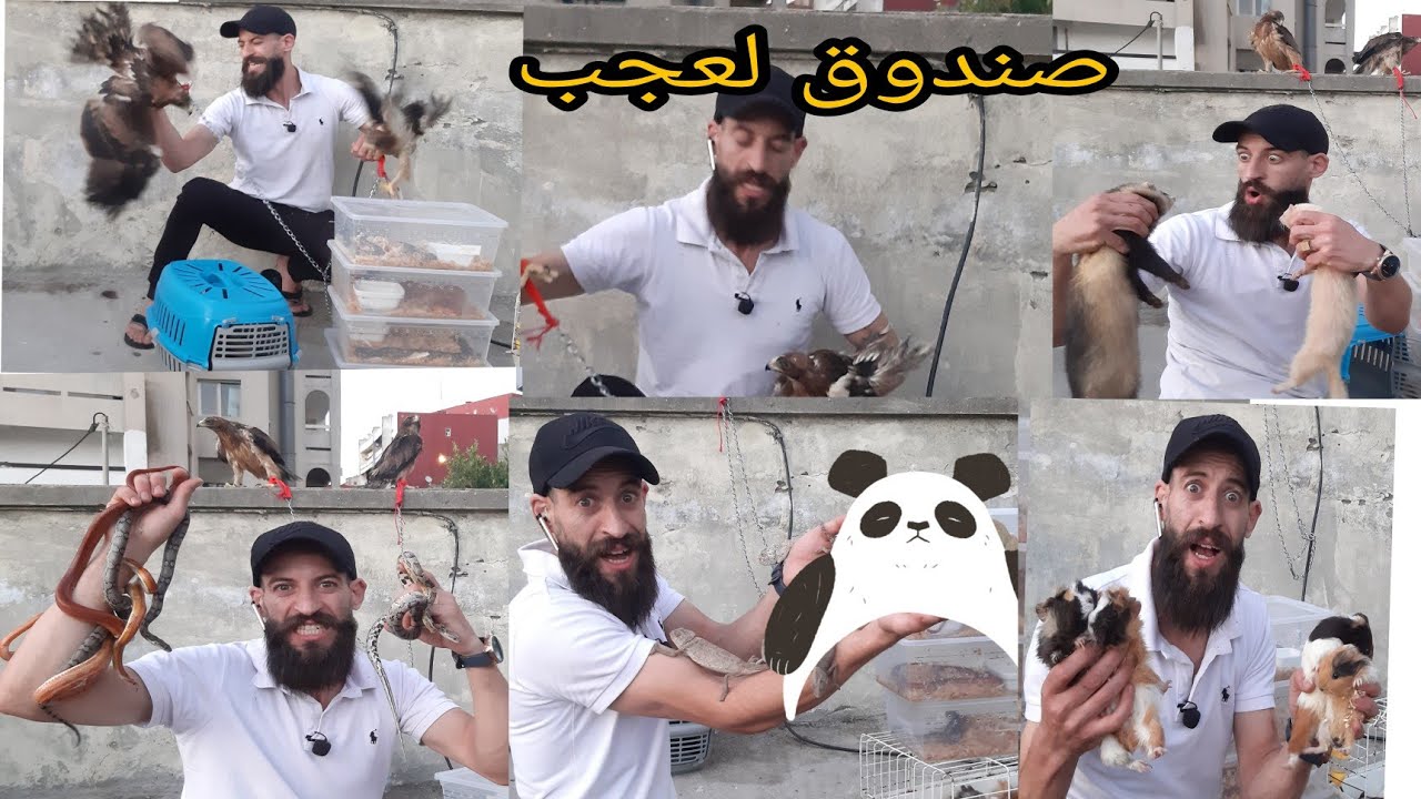 عرض مجموعة من الحيوانات النادرة مع عزيز سعيدي