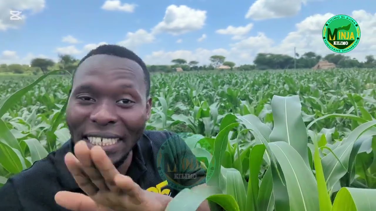 Tembo mbegu yenye MAVUNO mengiii 