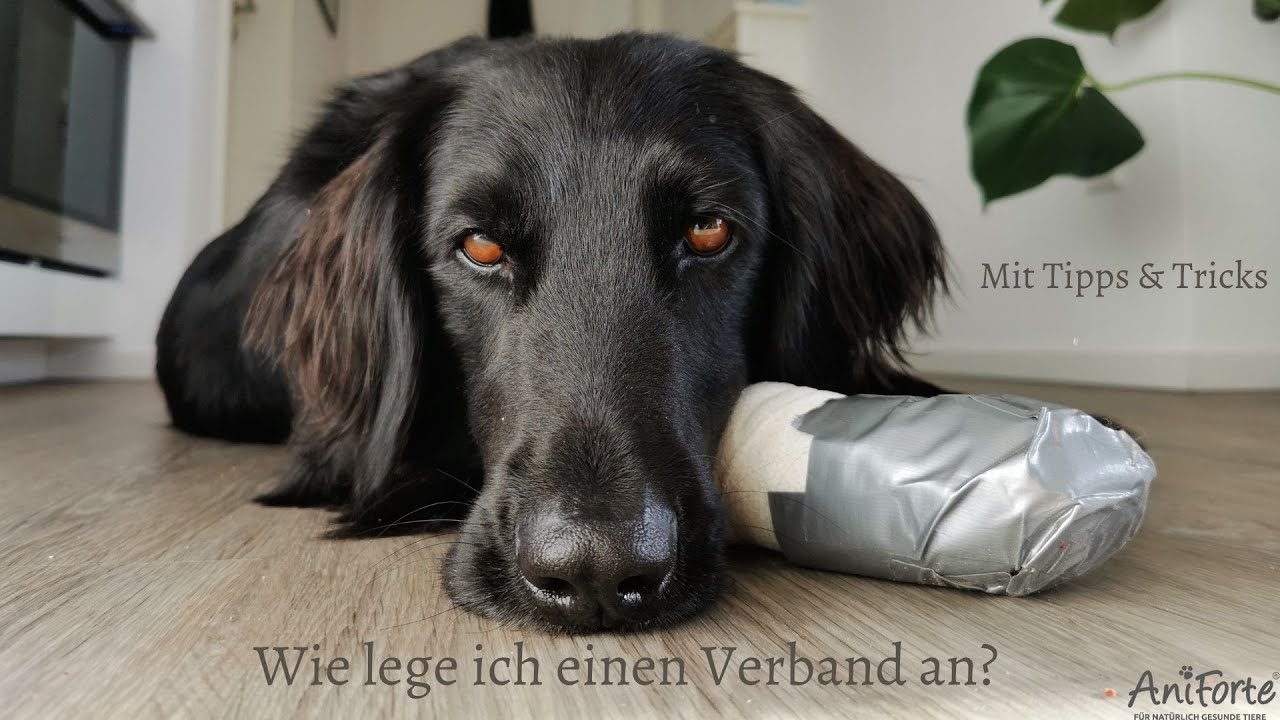 Pfotenverband anlegen – Hundesicher und mit Tipps bei Wind & Wetter