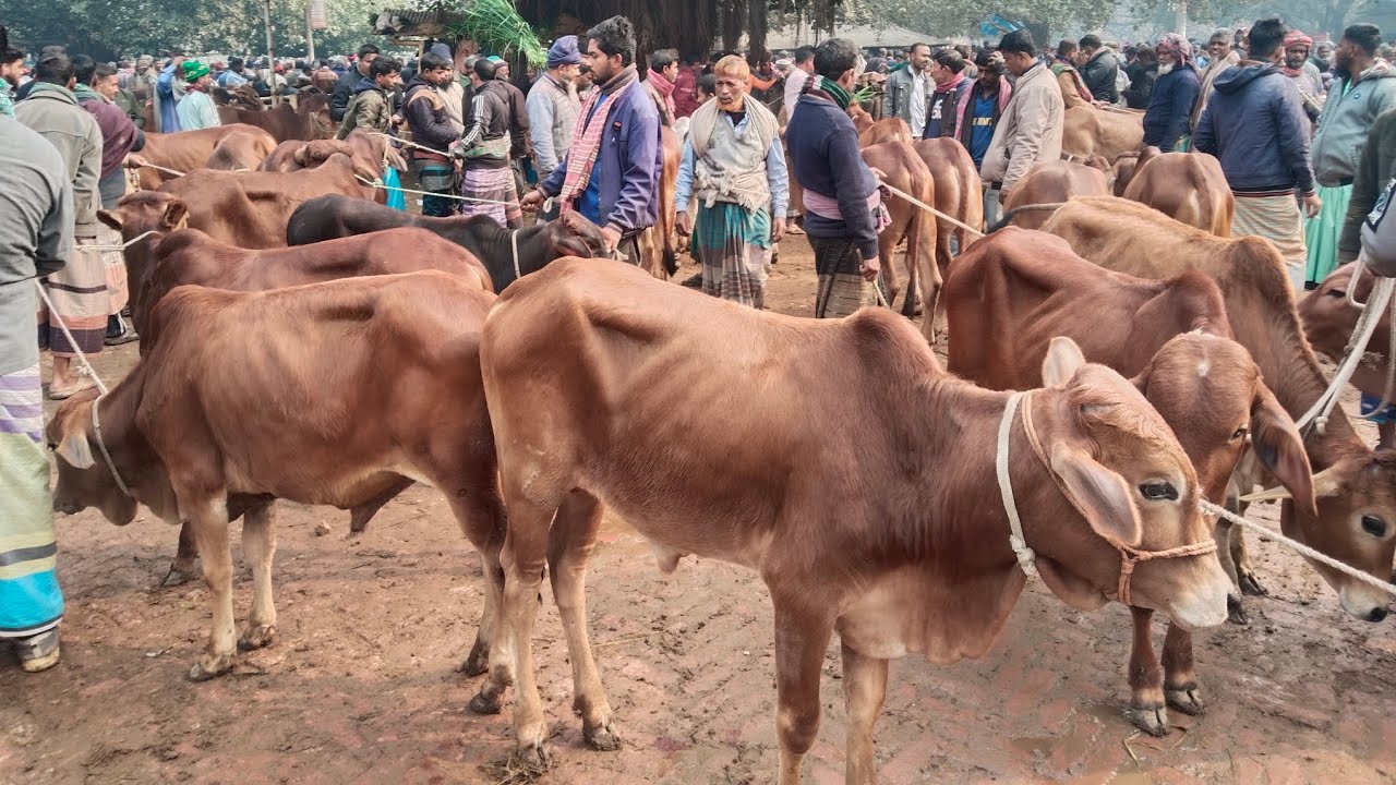9/1/26/বর্ডারপার খামার উপযোগী শাহীওয়াল গিরবাছুর গরু শীতকালে সীমিতদামে01773949974 