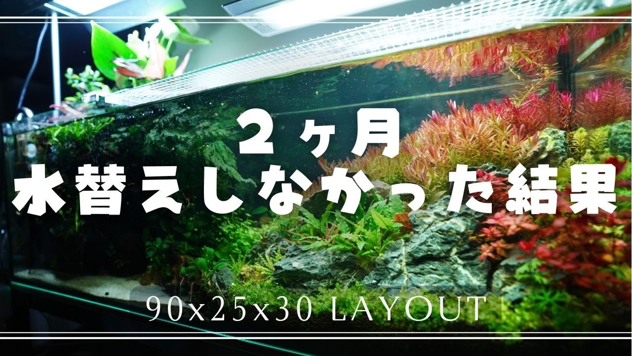 【90cmスリム水槽】立ち上げから維持管理を徹底観察【アクアリウム】水草レイアウト 陰性水草 ブセファランドラ