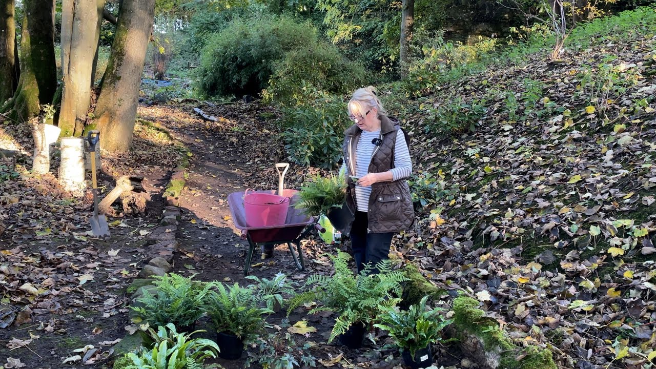 Creating a Stumpery | Adding shade plants | Ferns, Pulmonaria & Tiarella