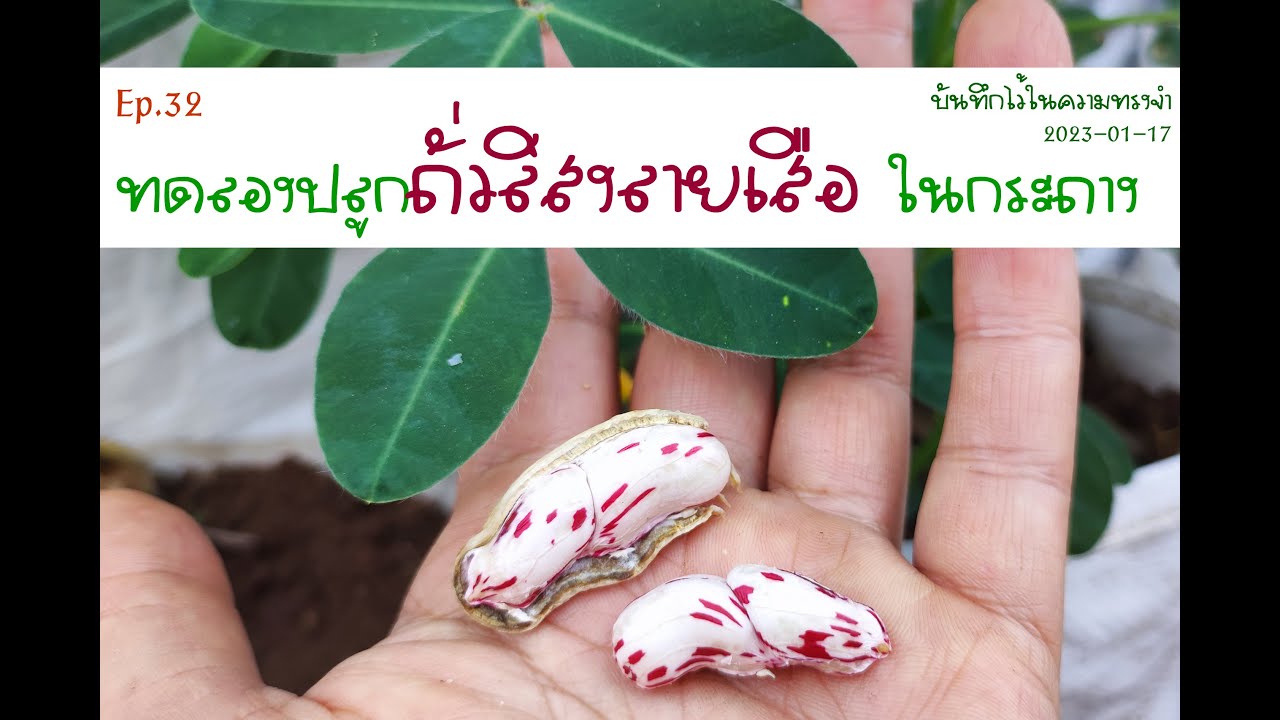 Ep.32 ถั่วลิสงลายเสือ: ทดลองปลูกในกระถาง [Gonvich]