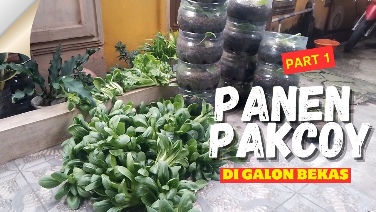 Panen Sayur Segar di Galon Bekas part 1 |Harvest Fresh Vegetables in Used Gallons
