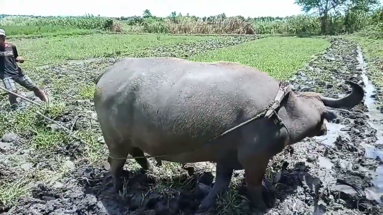 PLOWING AND HARROWING W/ THE HELP OF CARABAO | WATER BUFFALO | CARABAO 