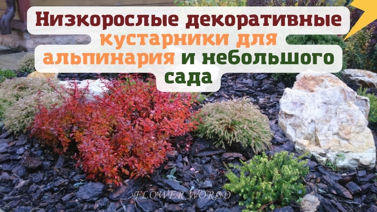 Низкорослые декоративные кустарники для небольшого сада.💐