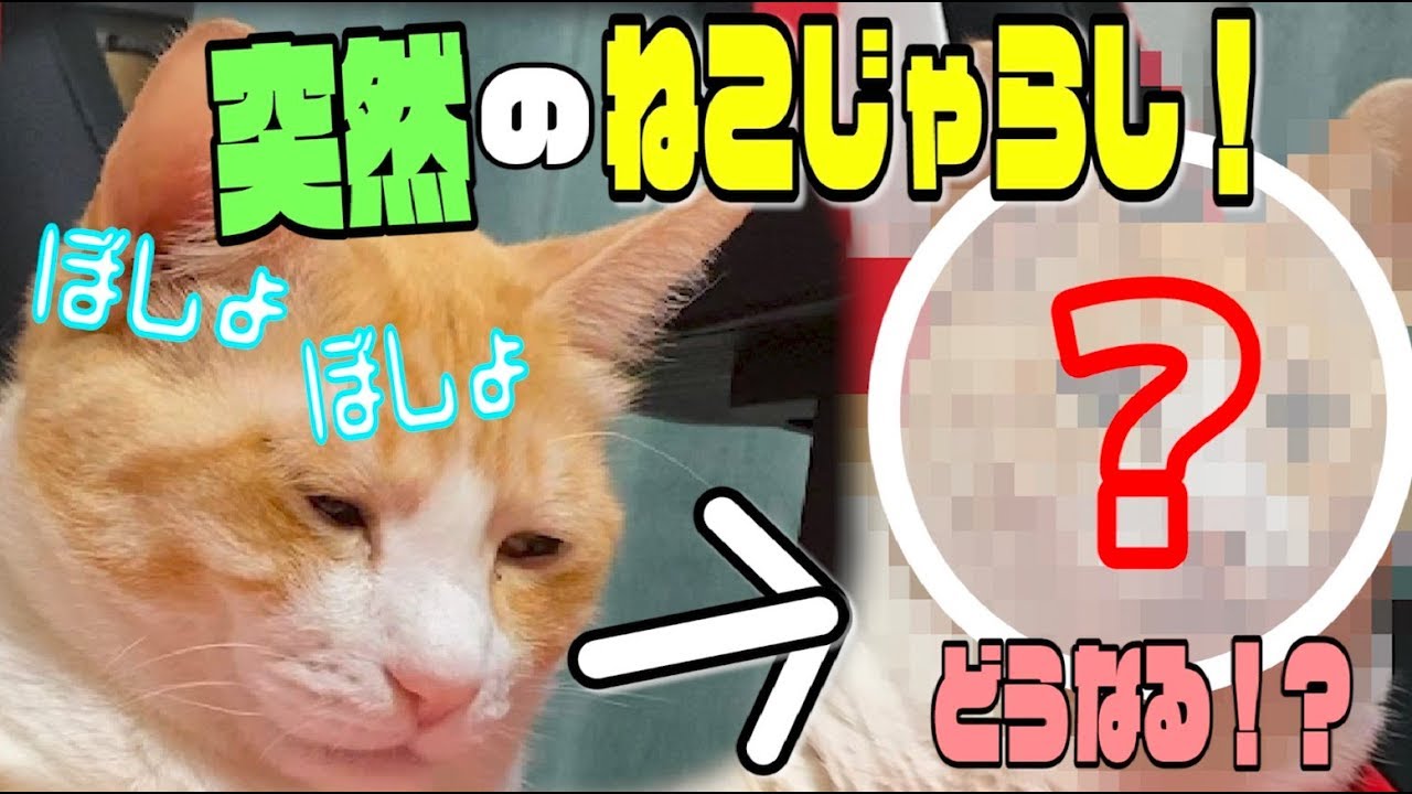 眠すぎて顔がぼしょぼしょな猫にいきなり猫じゃらしを見せた結果