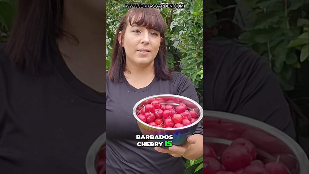 Exploring the Tropical Delight: Barbados Cherry