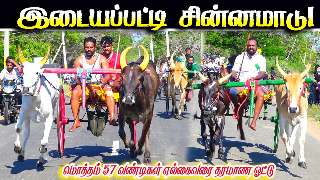 இடையபட்டி சின்னமாடு 1 பந்தயம் 02.04.2026