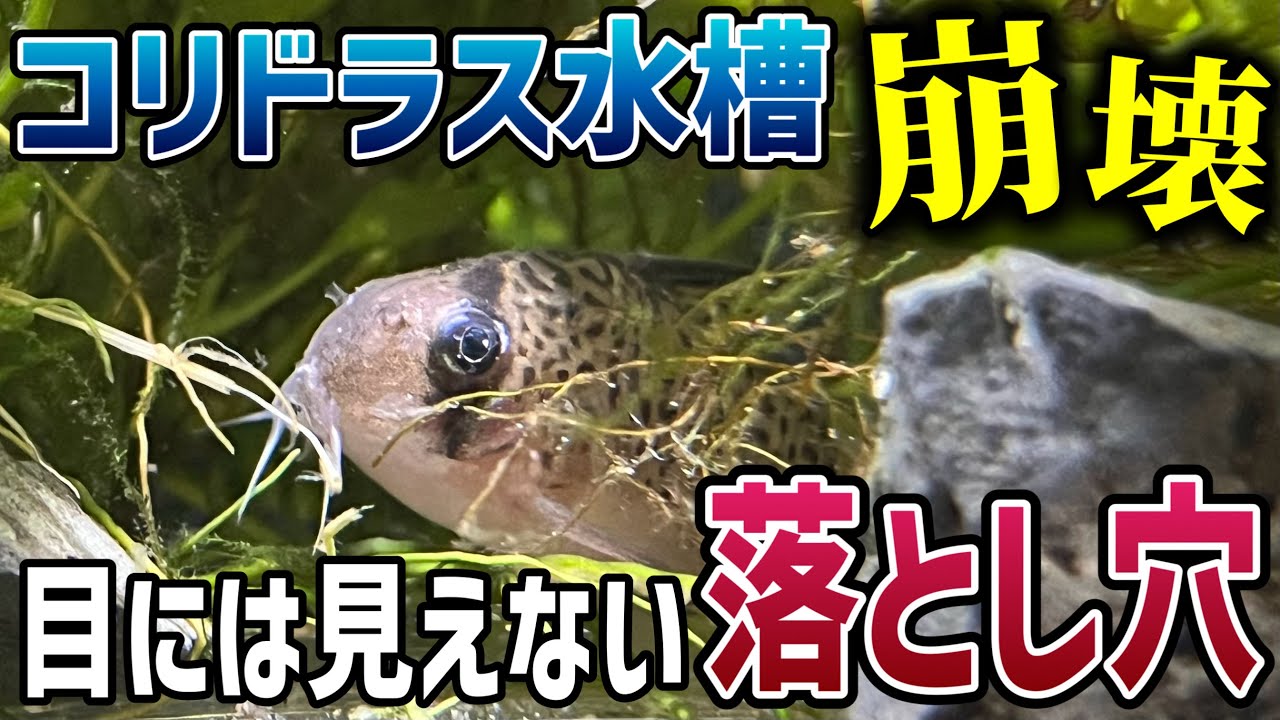【コリドラス水槽】餌を食べない時はここを見て！水槽で知らぬ間に起こる