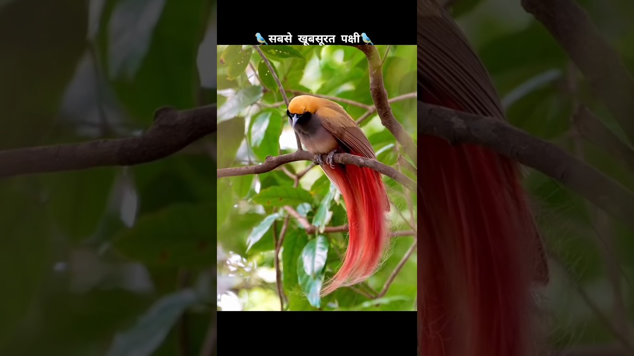 This Bird Looks Unreal 😱 | Bird of Paradise 