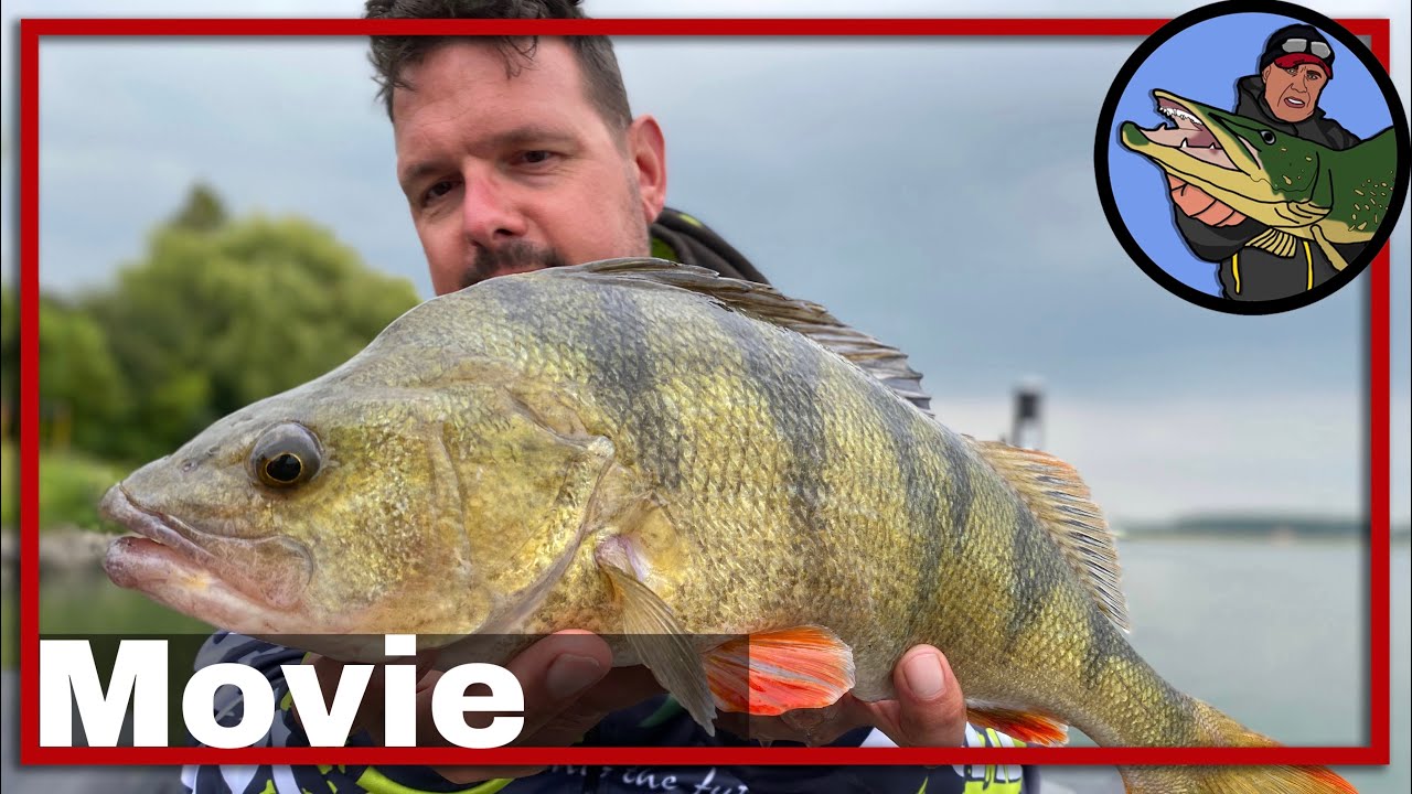 🎣 GERICHT VISSEN OP GROTE BAARS | 🎥 rivier vissen | baars vissen | vissen op roofvis | kunstaas #20