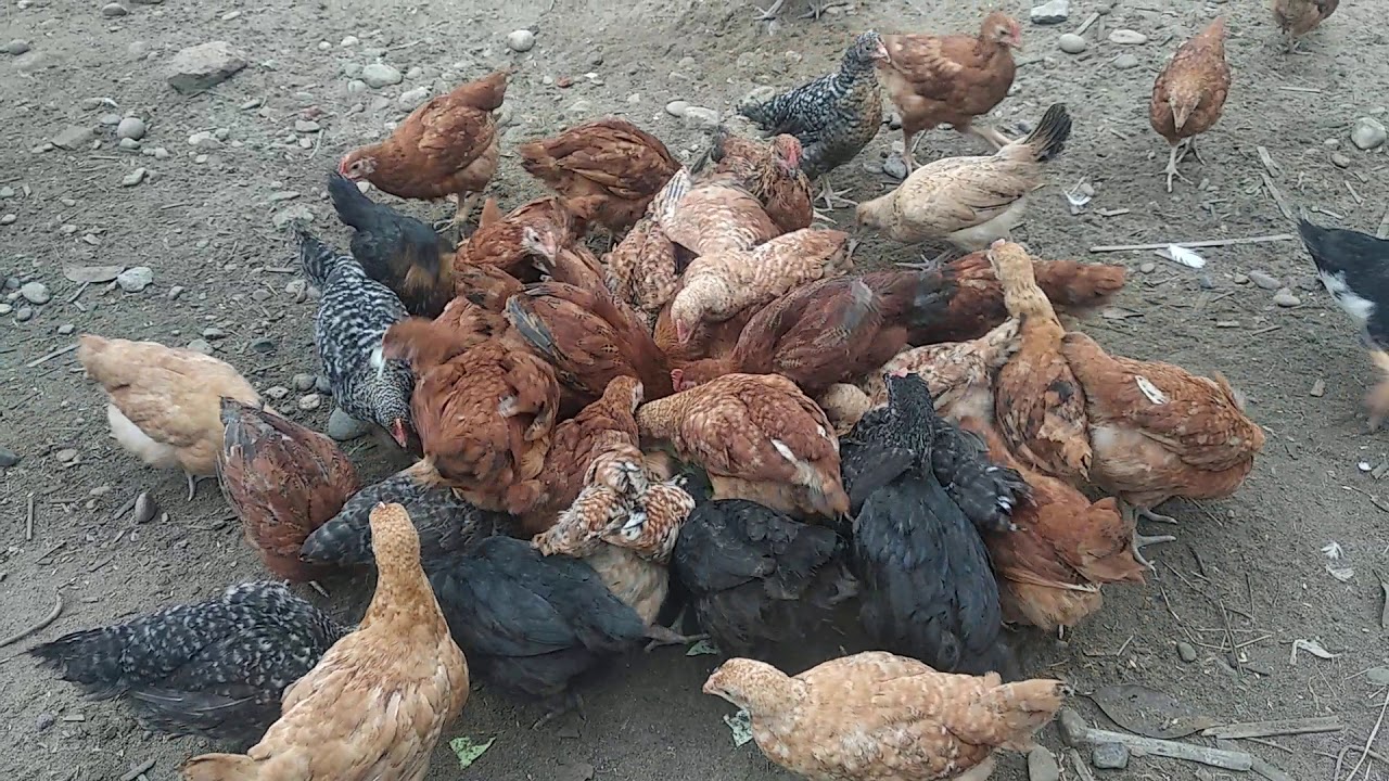 46 days kuroiler FFG chicks