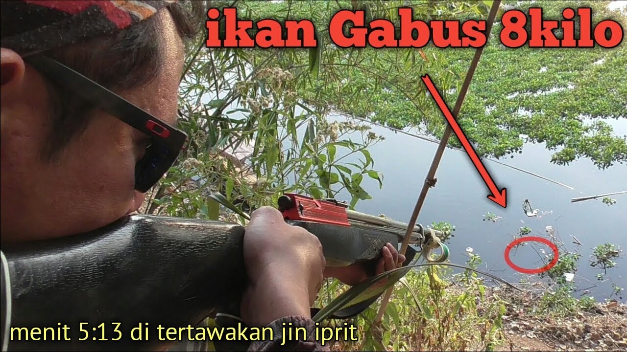 Menegangkan!!! gagalnya penembakan ikan gabus ukuran 8/10kg karna benang PE nya putus