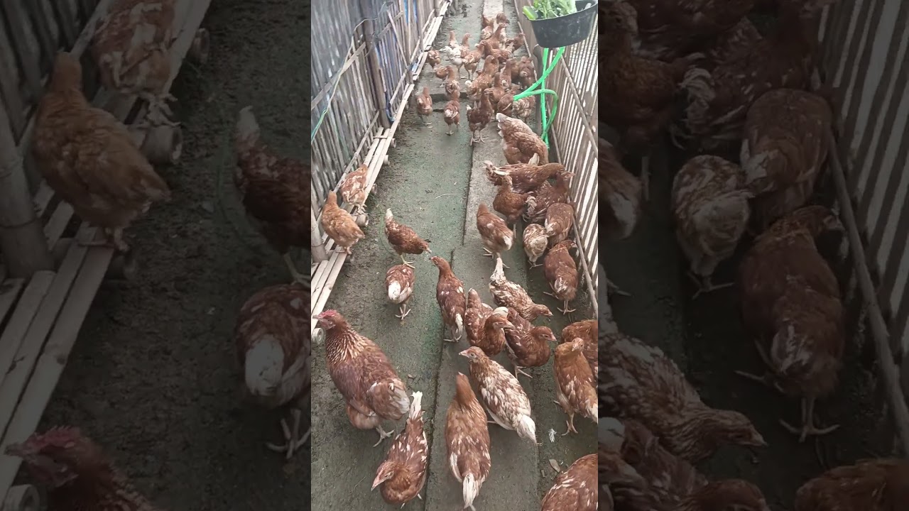 Ayam Petelur Umbaran#usahaternak#usahaternakayam#ternakayam#usahamenjanjikan