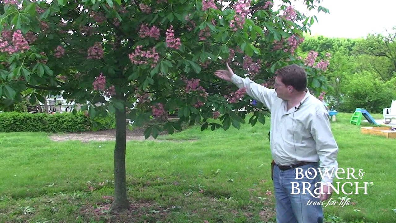 Grower Jeff: Fort McNair