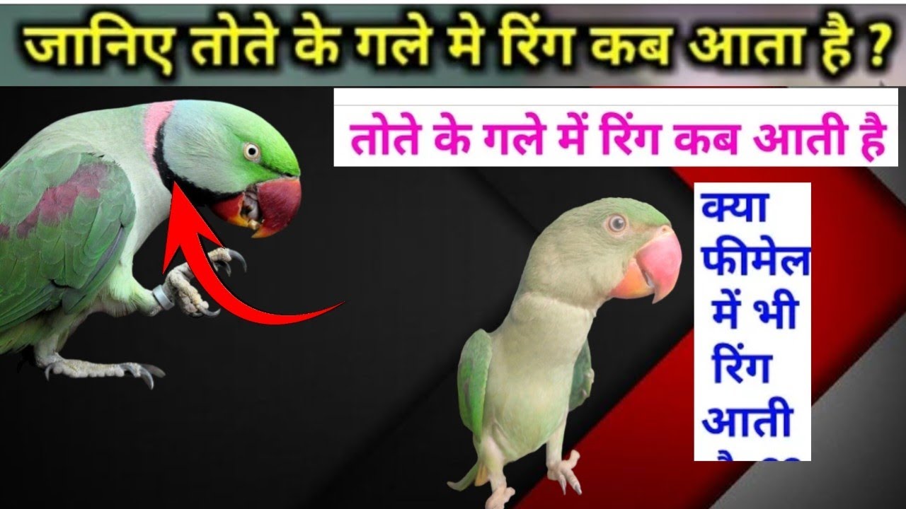 तोते के गले मे रिंग कब आती है / ringneck parrot ki ring kab aati hai in hindi @SUNIL YOUTUBER