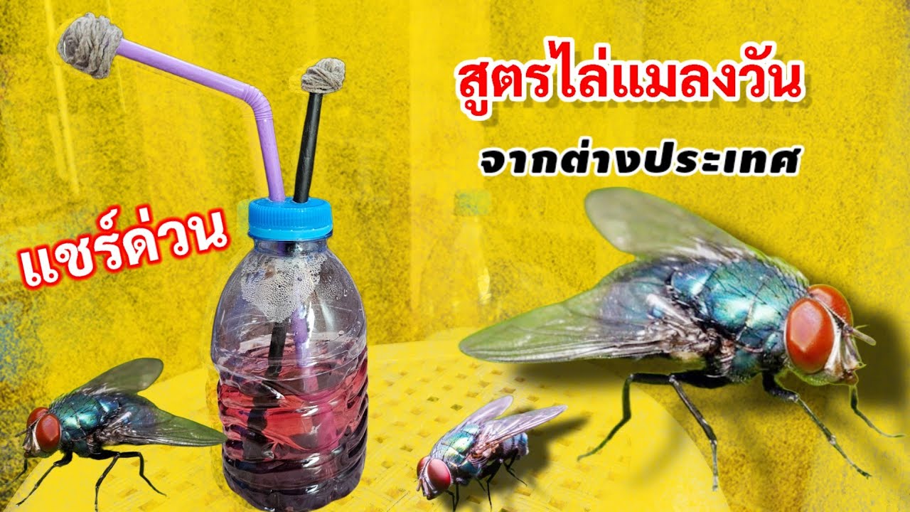 ไล่แมลงวัน ได้ทุกที่ ทำง่ายได้ผลจริง