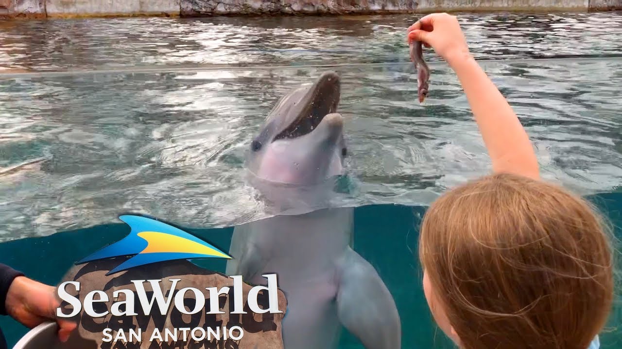 Whale of a time at Seaworld! Dolphin Encounter