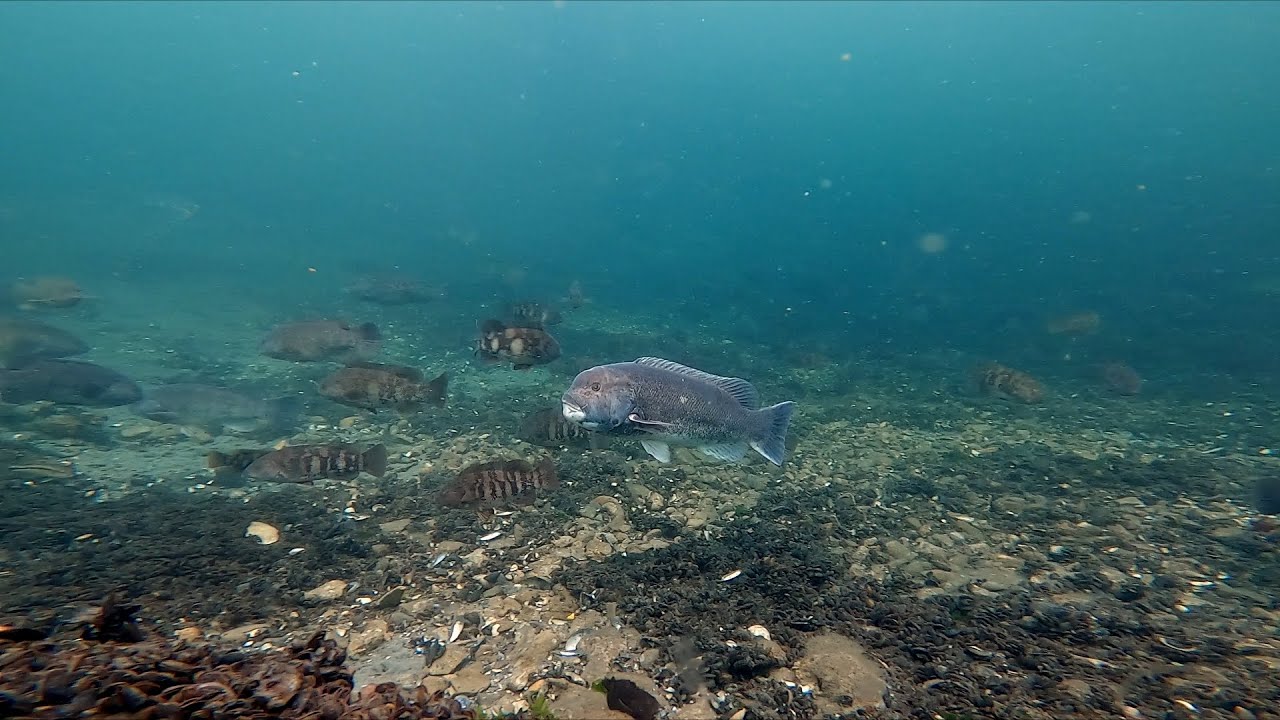 Spearfishing New Jersey 2021