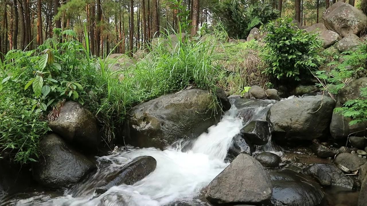 Rushing Forest Stream - Flowing Water Sounds | Real Nature, No AI