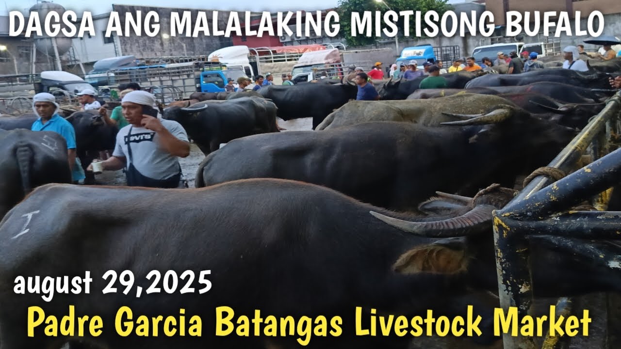 Malalaking Mistisong Bufalo!Padre Garcia Batangas