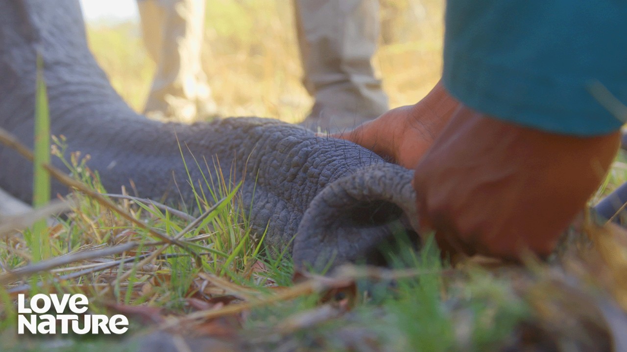 The Journey Back From Near Death | Guardian of the Wild 102