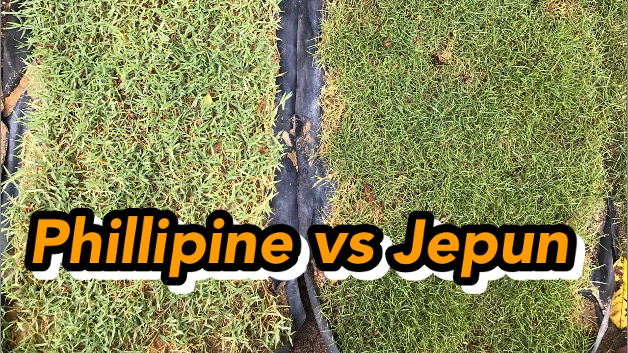 Apa beza rumput karpet phillipine (Zoysia Matrella) & rumput karpet jepun (Zoysia Japonica)