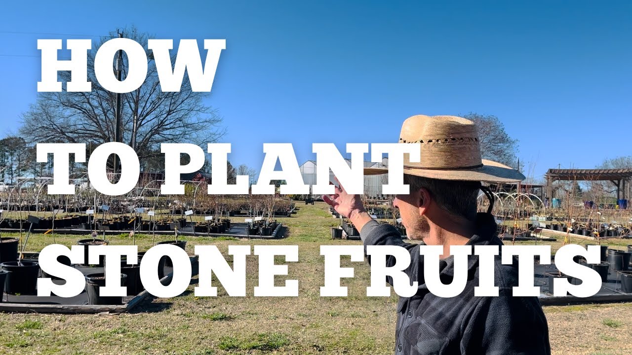 How to plant STONE FRUITS | FRUIT TREE PLANTING