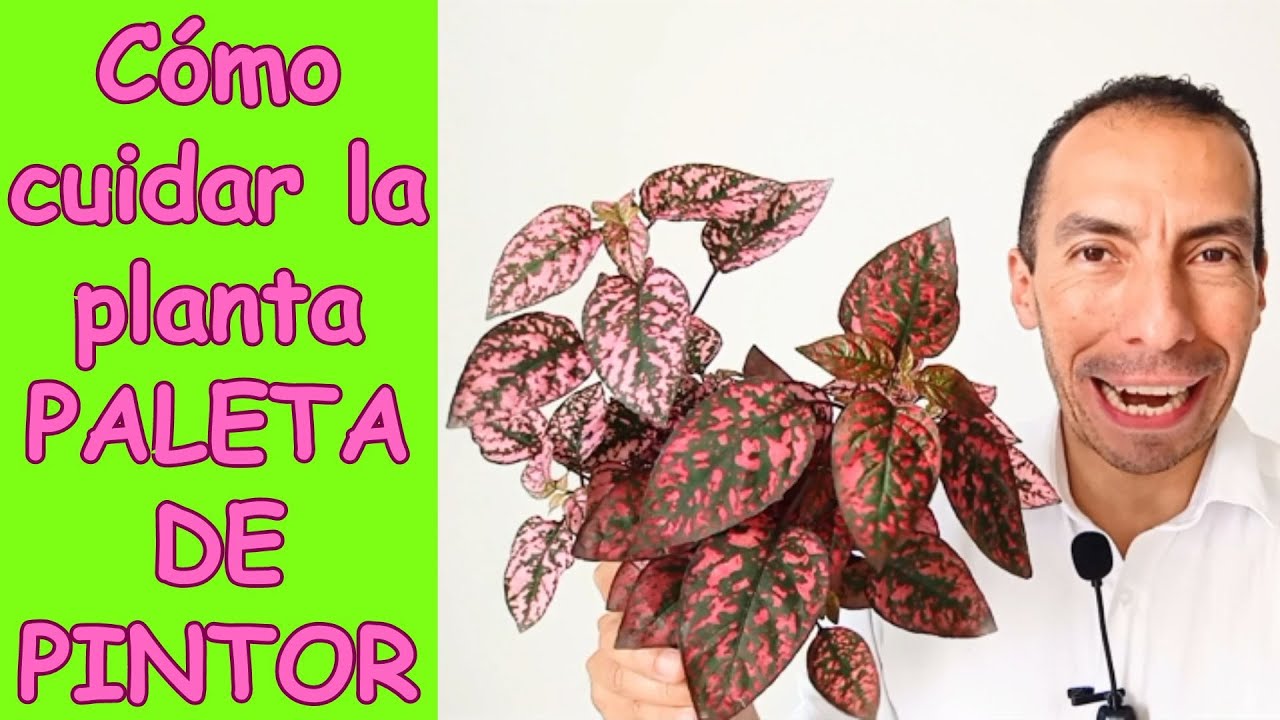 Cómo cuidar la planta PALETA DE PINTOR o POLKA.