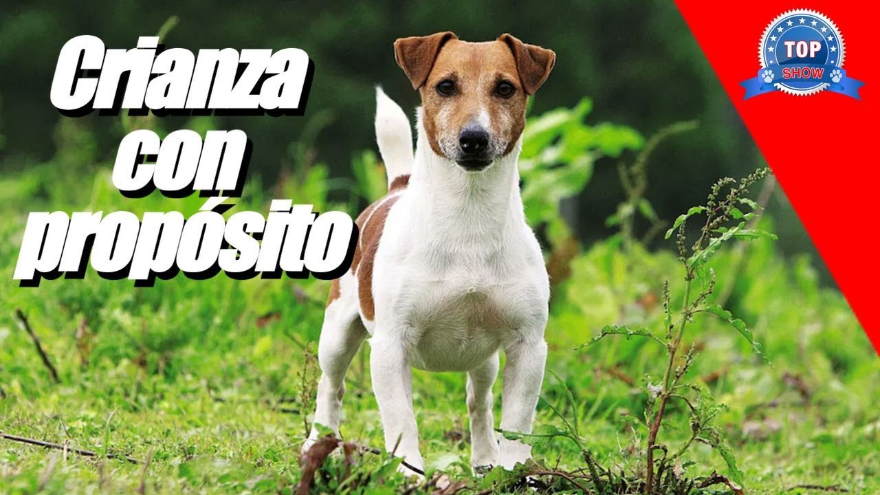 JACK RUSSELL TERRIER