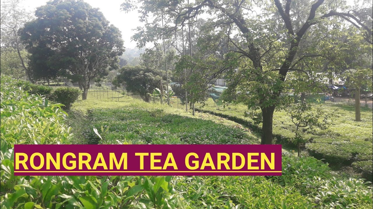 Rongram Tea garden #meghalaya #Northeast #viral #vlogs