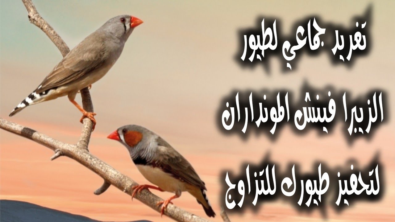 تغريد جماعي لطيور الزيبرا فينش المونداران لتحفيز طيورك للتزاوج