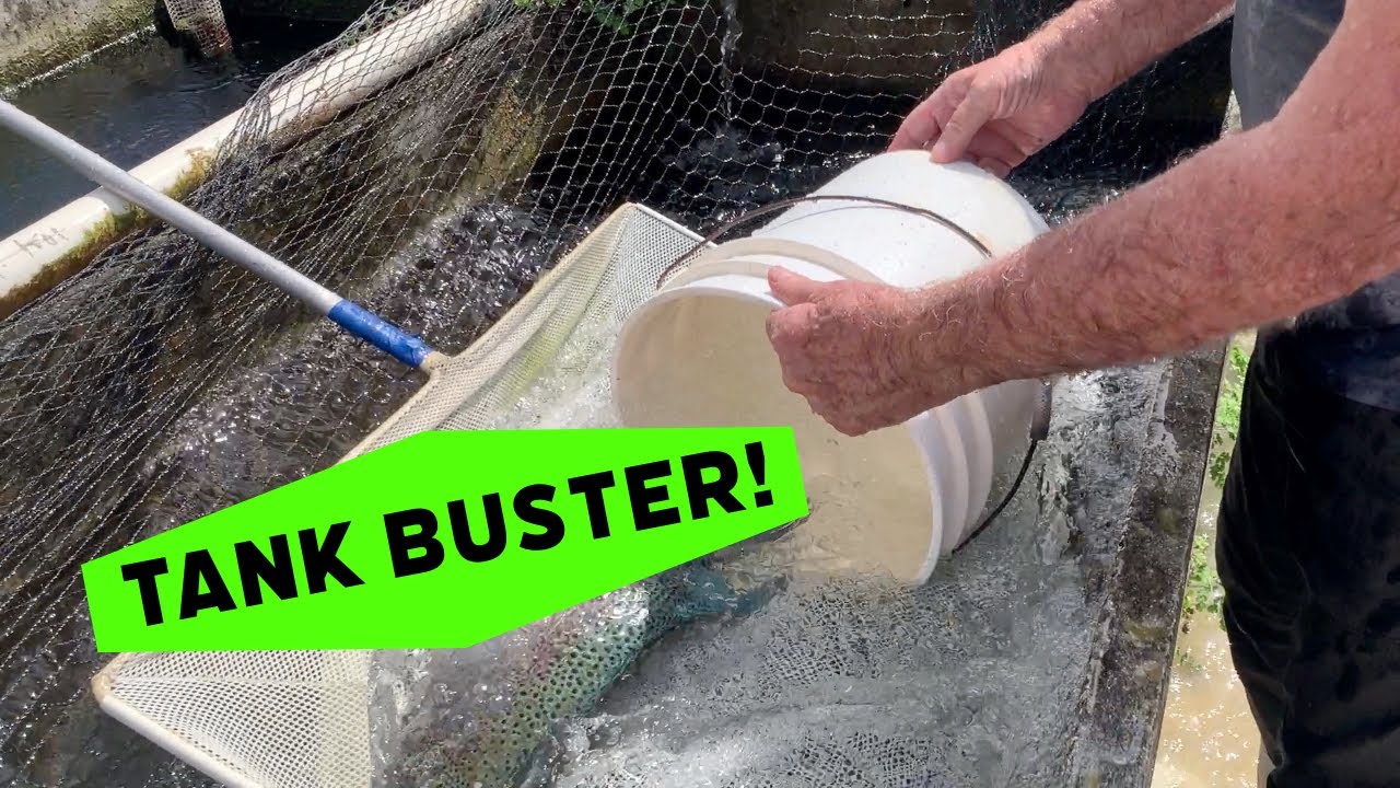 Dovii - You're gonna need a bigger tank!