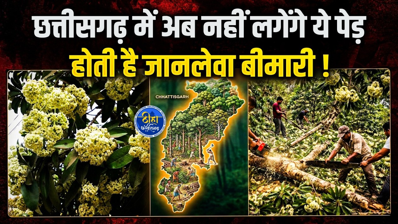 छत्तीसगढ़ में अब नहीं लगेंगे ये पेड़ || होती है जानलेवा बीमारी ! || Chatim Tree ||