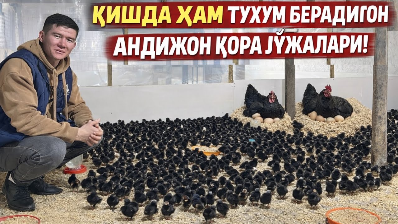 СЕР ТУХУМ🥚 АНДИЖОН ҚОРА ТОВУҚ ЖЎЖАЛАРИ ЭНДИ СОТУВДА!