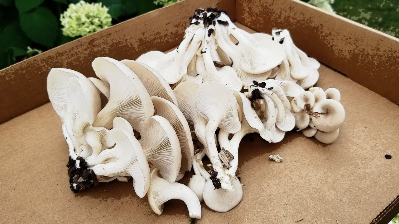 OUTDOOR MUSHROOM PROJECT UPDATE, Oysters, Winecaps, and Maitake
