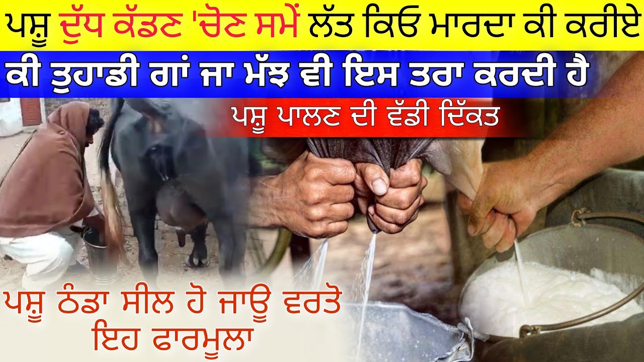 ਗਾਂ 'ਮੱਝ ਦੁੱਧ ਚੋਣ ਸਮੇਂ ਲੱਤ ਮਾਰਦੀ ਸਮੱਸਿਆ ਕਰਦੀ ਹੈ ਤਾ ਇਹ ਤਰੀਕਾ ਵਰਤੋ | buffalo milking time problem