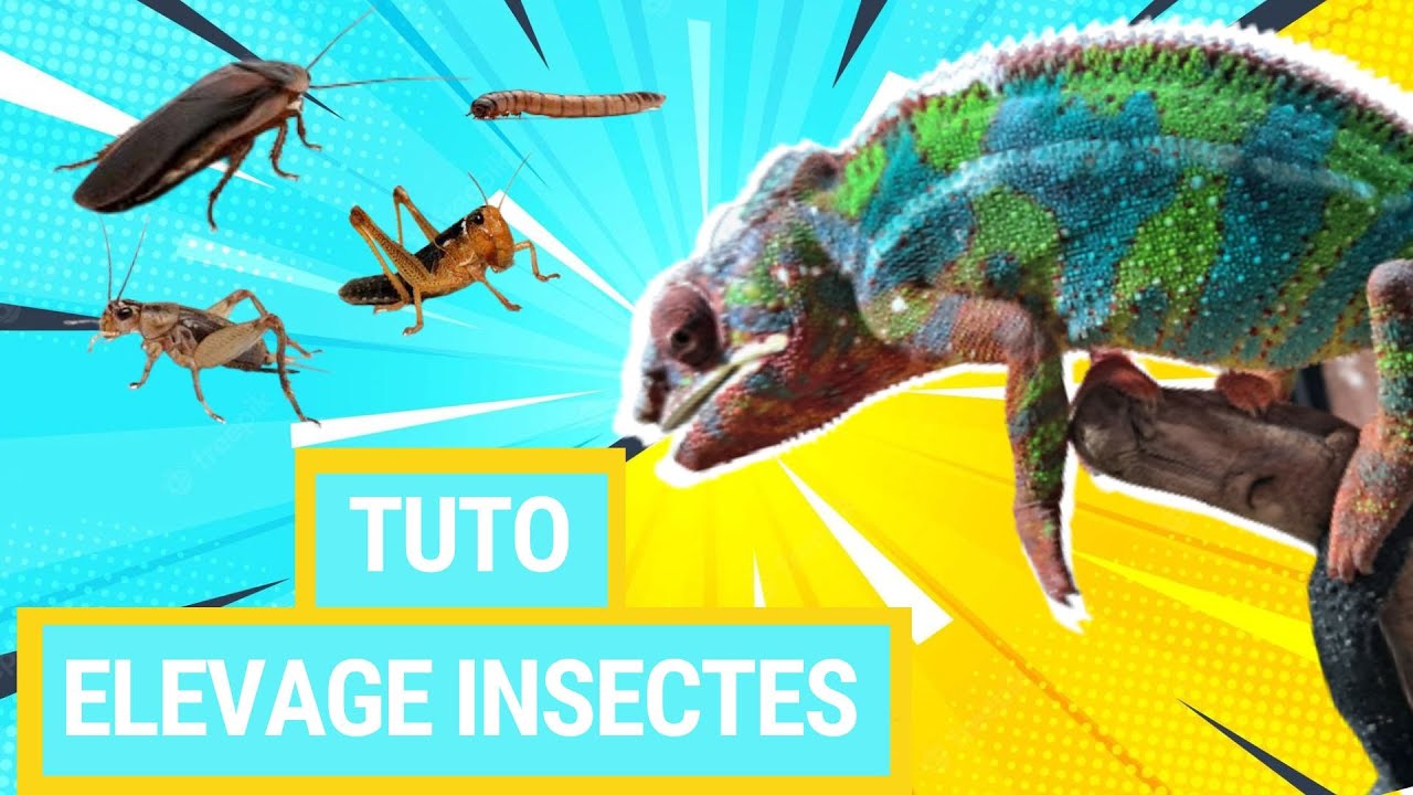 Comment Bien Nourrir son Caméléon : 5 Conseils d'Elevage d'Insectes 🦗