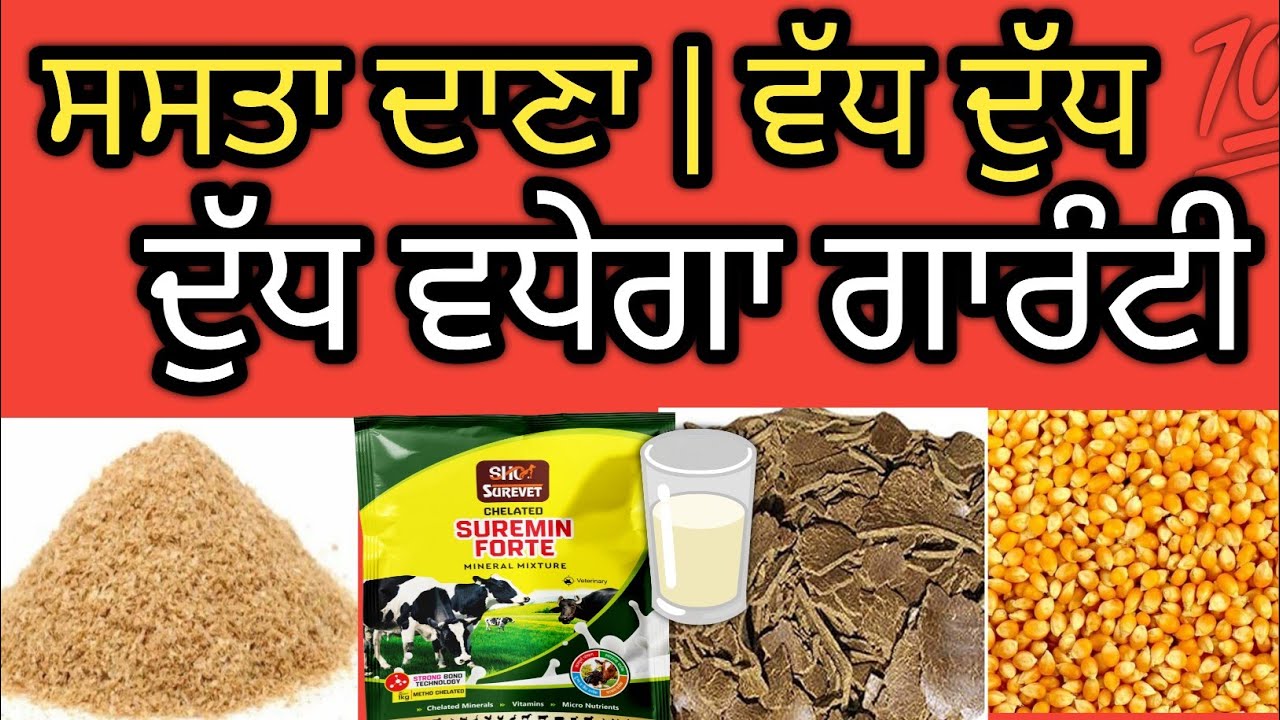 ਮੱਝਾਂ ਲਈ ਘਰੇ ਬਣਾਉਣ ਵਾਲਾ ਦਾਣਾ | ਸਸਤਾ ਤੇ ਦੁੱਧ ਵਧਾਉਣ ਵਾਲਾ ਫਾਰਮੂਲਾ 🐃🥛 | Dairy Farming Punjabi