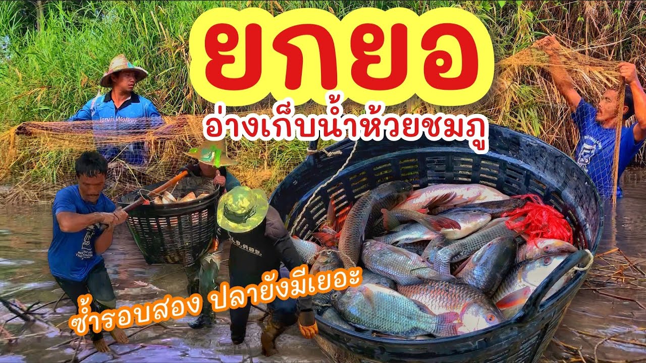 ยกยอ ห้วยชมภูอีกรอบ ►Fishing lifestyle Ep.688