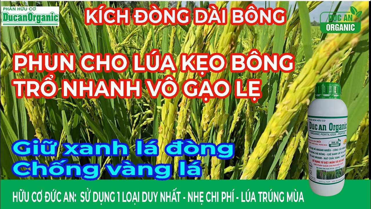 Phun cho lúa dài bông - Trổ nhanh, vô gạo lẹ - Chống vàng lá - Bảo vệ lá đòng xanh khỏe