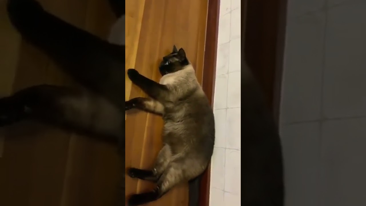 [Eng Sub] ATEEZ San's Byeol Loves San | Twitter