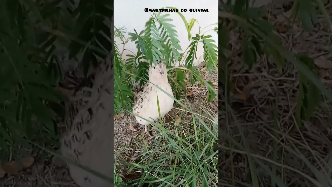 Novos habitantes do quintal, codorna Macho cantando #shorts #youtubeshorts #codorna #macho