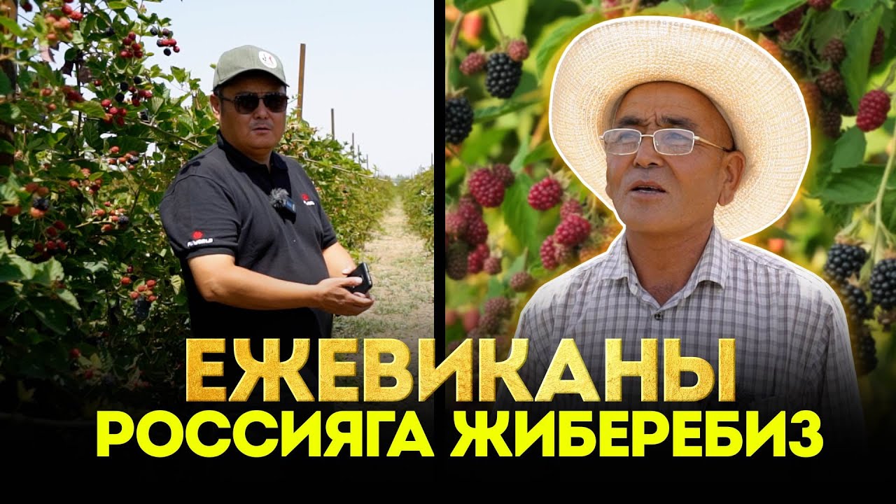 Эң таттуу Ежевика таптык  Бир күндө бир тонна Россияга кетет