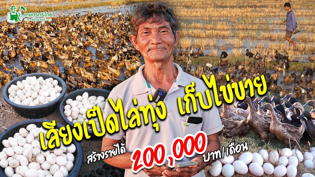 เลี้ยงเป็ดไล่ทุ่งเก็บไข่ขาย ตื่นเช้ามามีรายได้ สร้างกำไรเดือนละ100,000บาท l ชมสวนเกษตรกรไทย Ep308