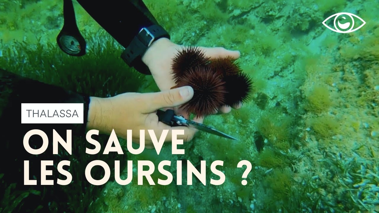 La sauvegarde de l'oursin...Thalassa