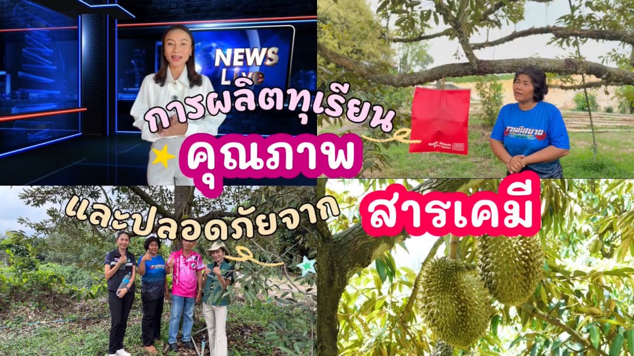 การผลิตทุเรียนคุณภาพ และปลอดภัยจากสารเคมี 