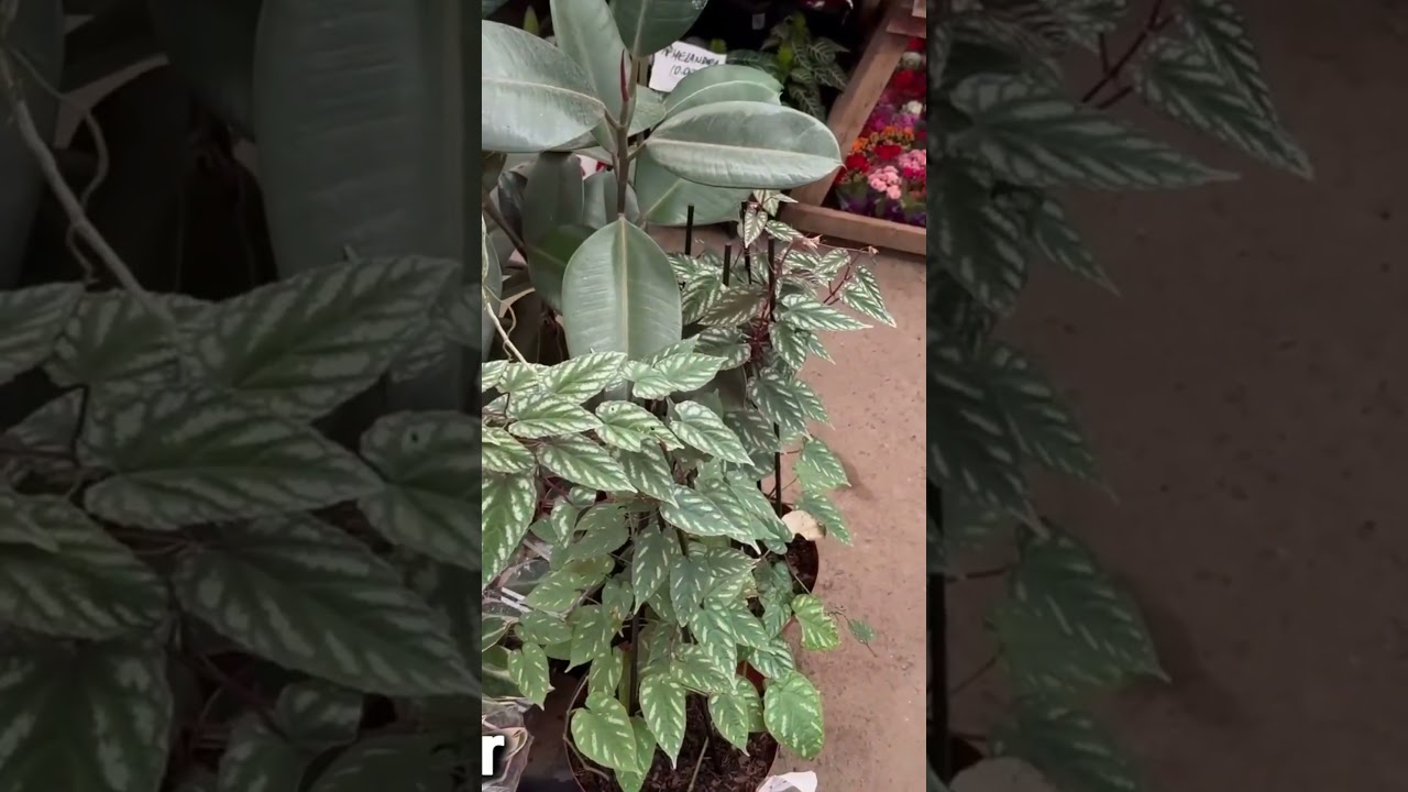 Plantas de sombra na feira!